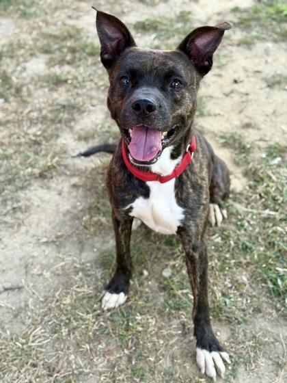 Enlarge Bruno, a Adoptable Mixed Breed in Washington, DC image 2/3