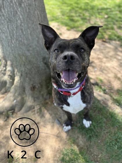 Enlarge Bruno, a Adoptable Mixed Breed in Washington, DC image 3/3