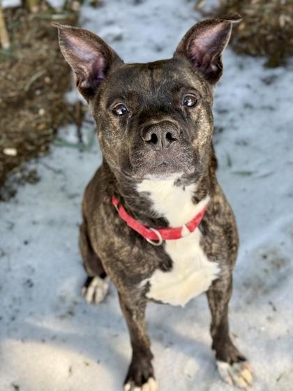 Enlarge Bruno, a Adoptable Mixed Breed in Washington, DC image 3/3