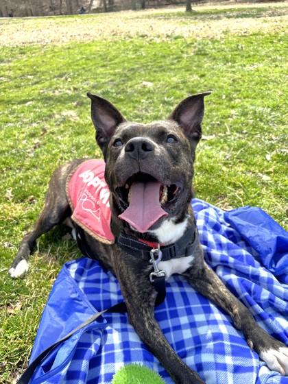 Enlarge Bruno, a Adoptable Mixed Breed in Washington, DC image 2/3