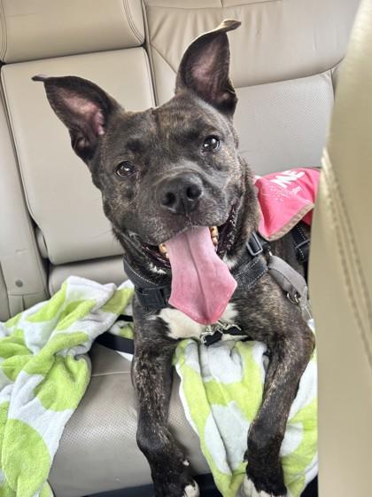 Enlarge Bruno, a Adoptable Mixed Breed in Washington, DC image 3/3