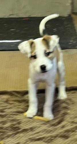 Enlarge MAYBELLINE  (ohiosdrescue@gmail.com), a ADOPTABLE Mixed Breed in Rossford, OH image 5/6