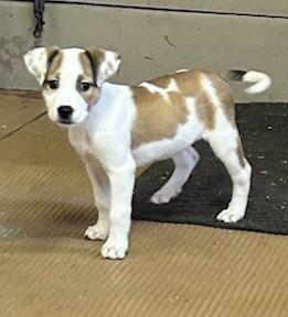 MAYBELLINE  (ohiosdrescue@gmail.com), ADOPTABLE, Puppy Female Mixed Breed.