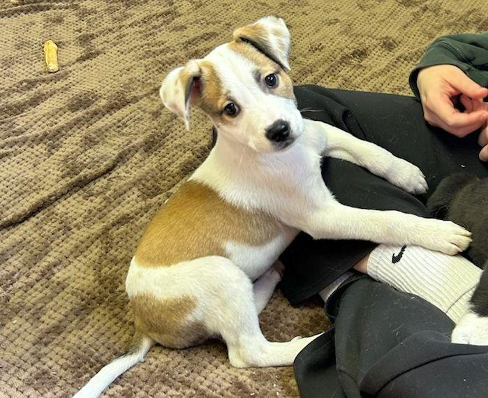 Enlarge MAYBELLINE  (ohiosdrescue@gmail.com), a ADOPTABLE Mixed Breed in Rossford, OH image 3/6