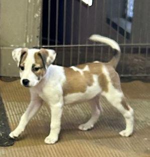 Enlarge MAYBELLINE  (ohiosdrescue@gmail.com), a ADOPTABLE Mixed Breed in Rossford, OH image 2/6