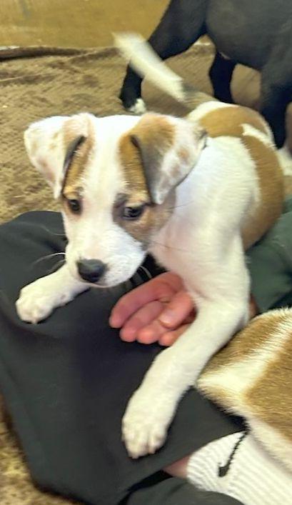 Enlarge MAYBELLINE  (ohiosdrescue@gmail.com), a ADOPTABLE Mixed Breed in Rossford, OH image 4/6