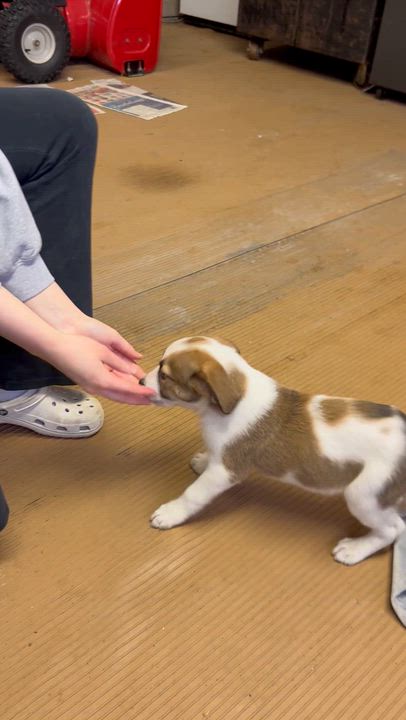 Enlarge MAYBELLINE  (ohiosdrescue@gmail.com), a ADOPTABLE Mixed Breed in Rossford, OH video 6/6