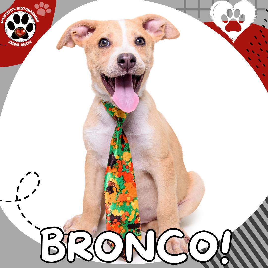 BRONCO, Adoptable, Puppy Male Australian Shepherd.
