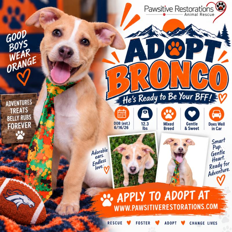 Enlarge BRONCO, a Adoptable mixed breed in Aurora, CO image 2/5