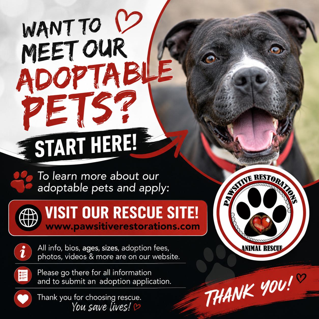 Enlarge BRONCO, a Adoptable mixed breed in Aurora, CO image 5/5