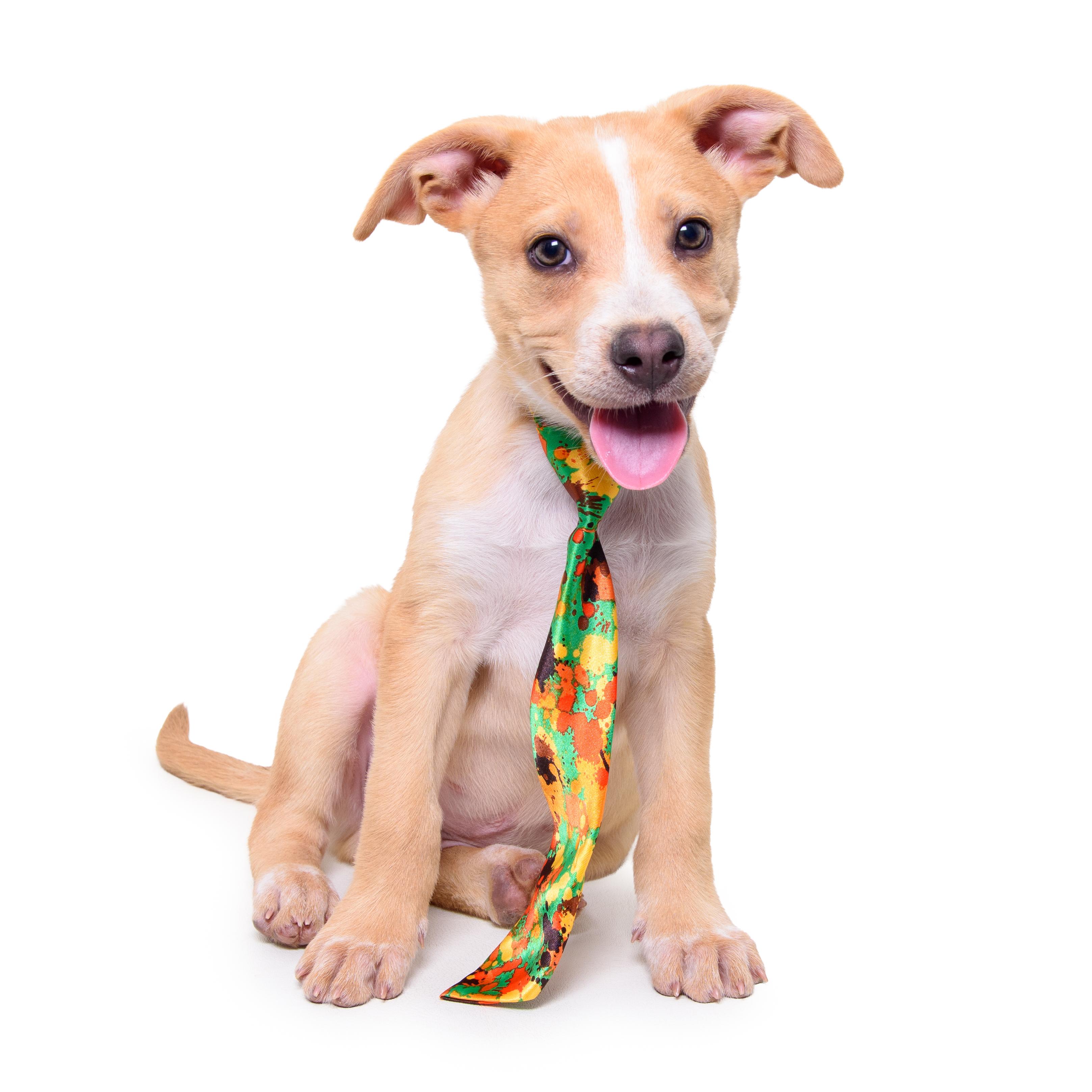 Enlarge BRONCO, a Adoptable mixed breed in Aurora, CO image 4/5