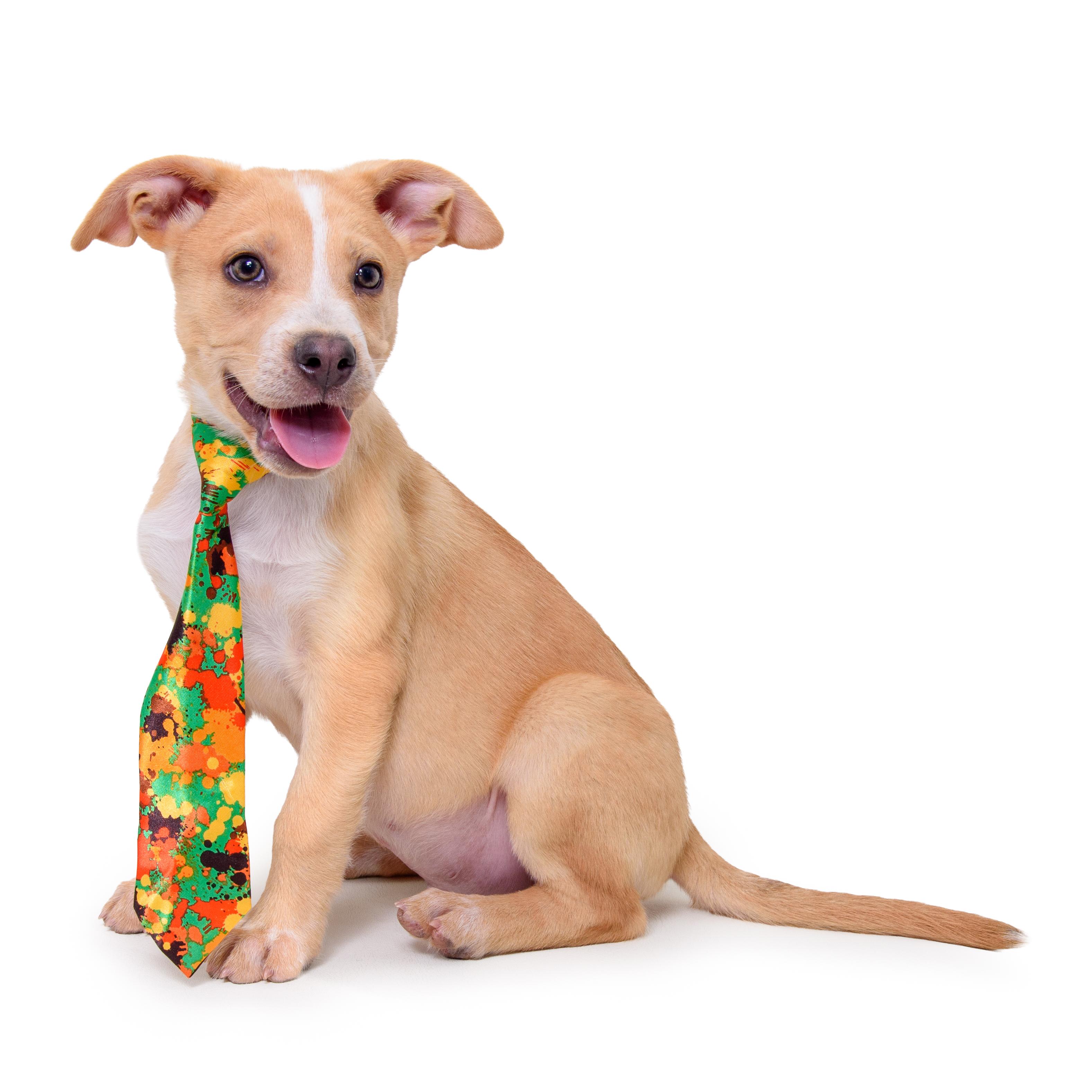 Enlarge BRONCO, a Adoptable mixed breed in Aurora, CO image 3/5