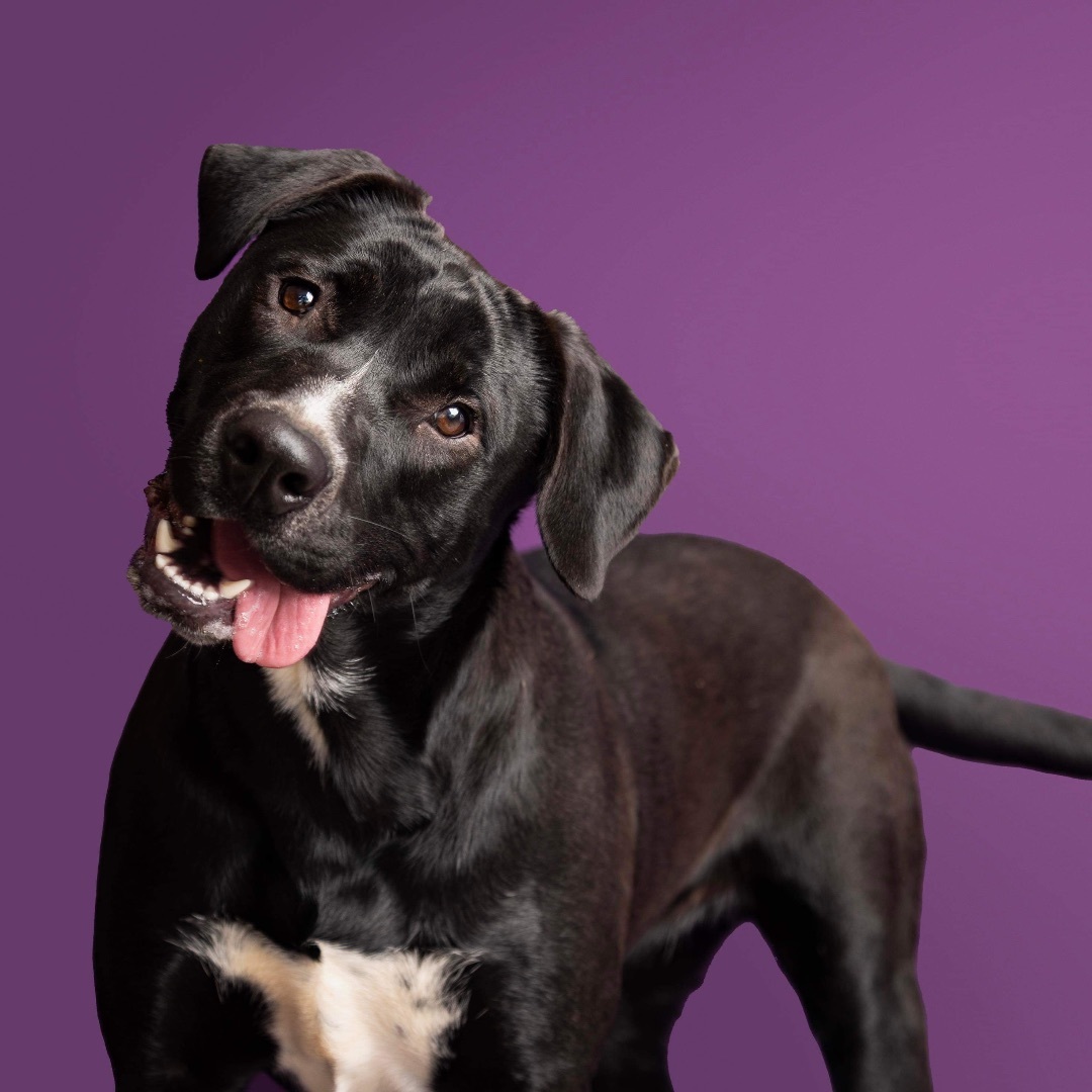 Sprits, Adoptable, Adult Female Black Labrador Retriever & Cattle Dog.