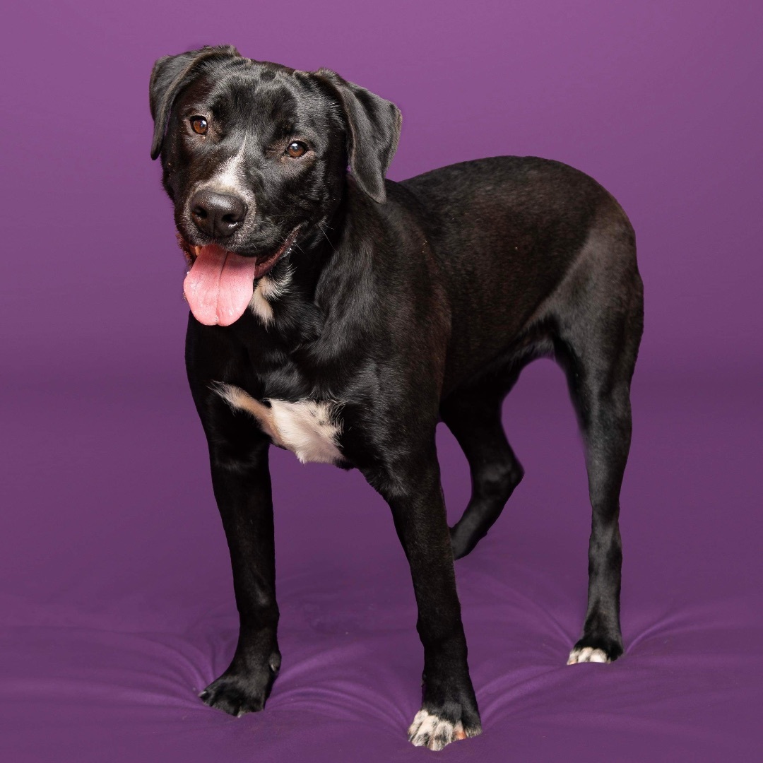 Sprits, a Adoptable mixed breed in Reidsville, NC image 2/3