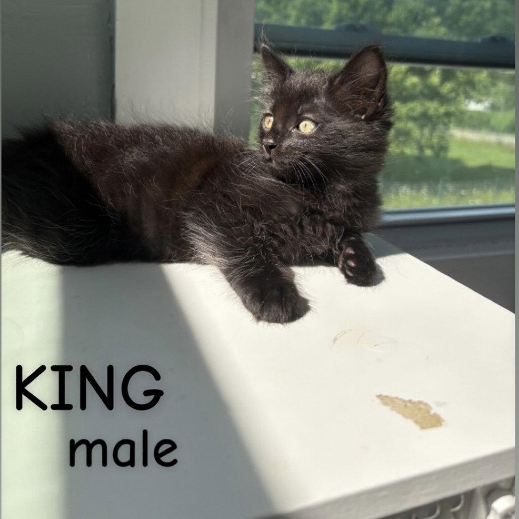 King, Adopted, Kitten Male Domestic Long Hair.