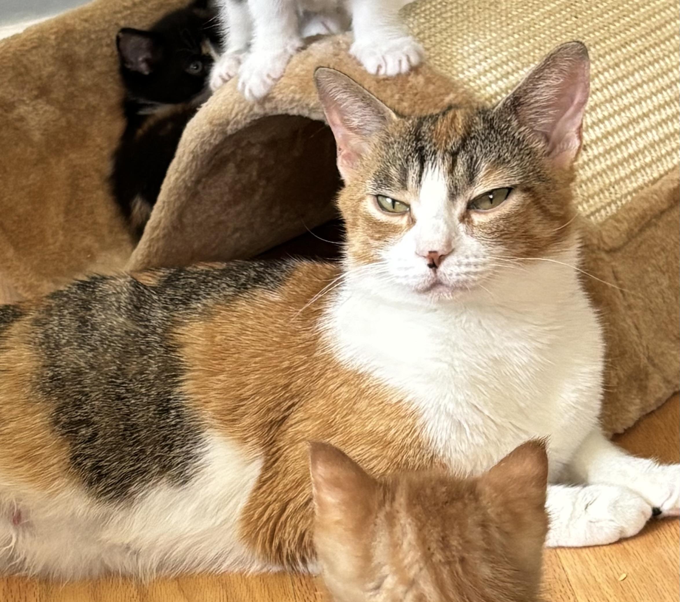 Enlarge Sophie, a ADOPTABLE Calico in New Milford, CT image 1/1