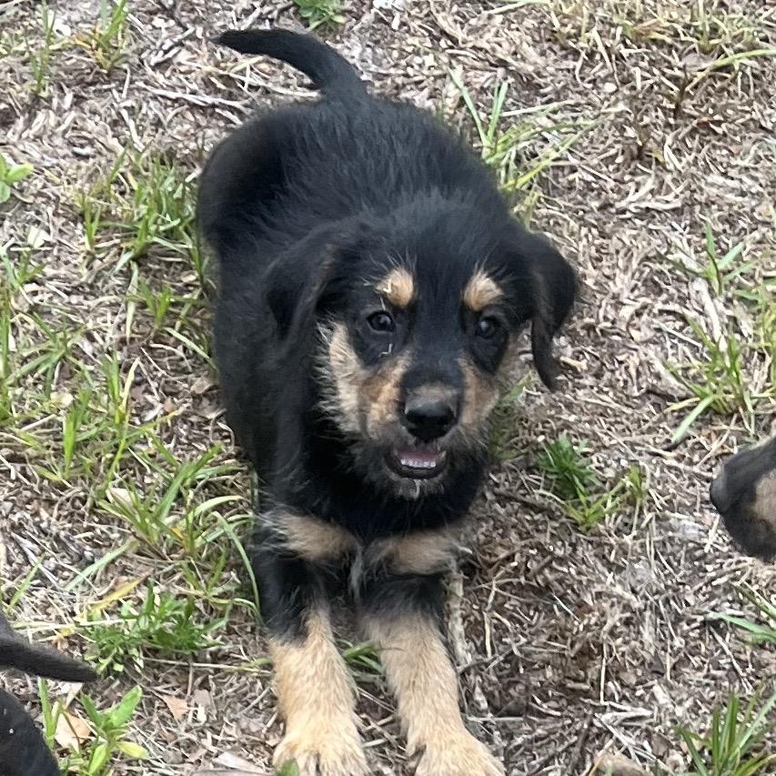Joe - Adoptable Pet | Petfinder