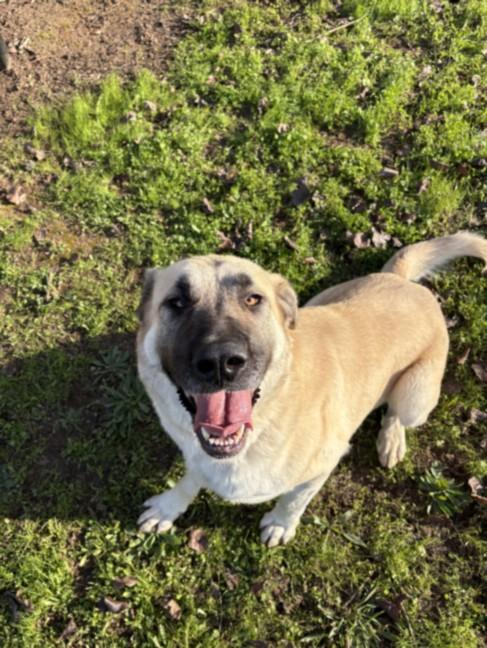 Enlarge PEARL, a Adoptable Anatolian Shepherd in Olivehurst, CA image 1/1