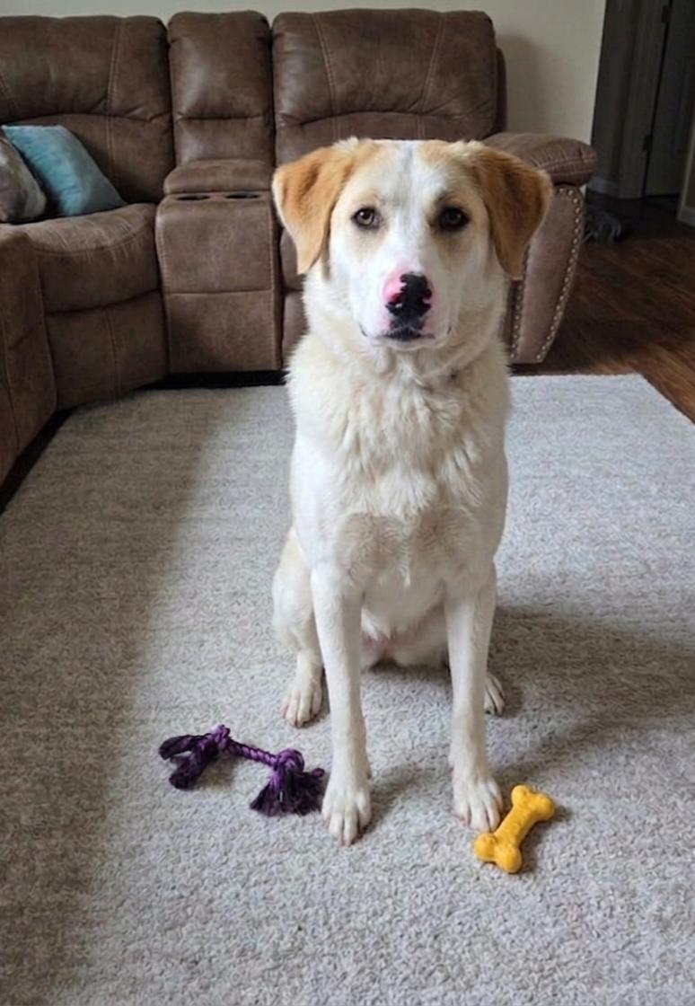 **ALEXA**, Adoptable, Young Female Golden Retriever & Great Pyrenees.