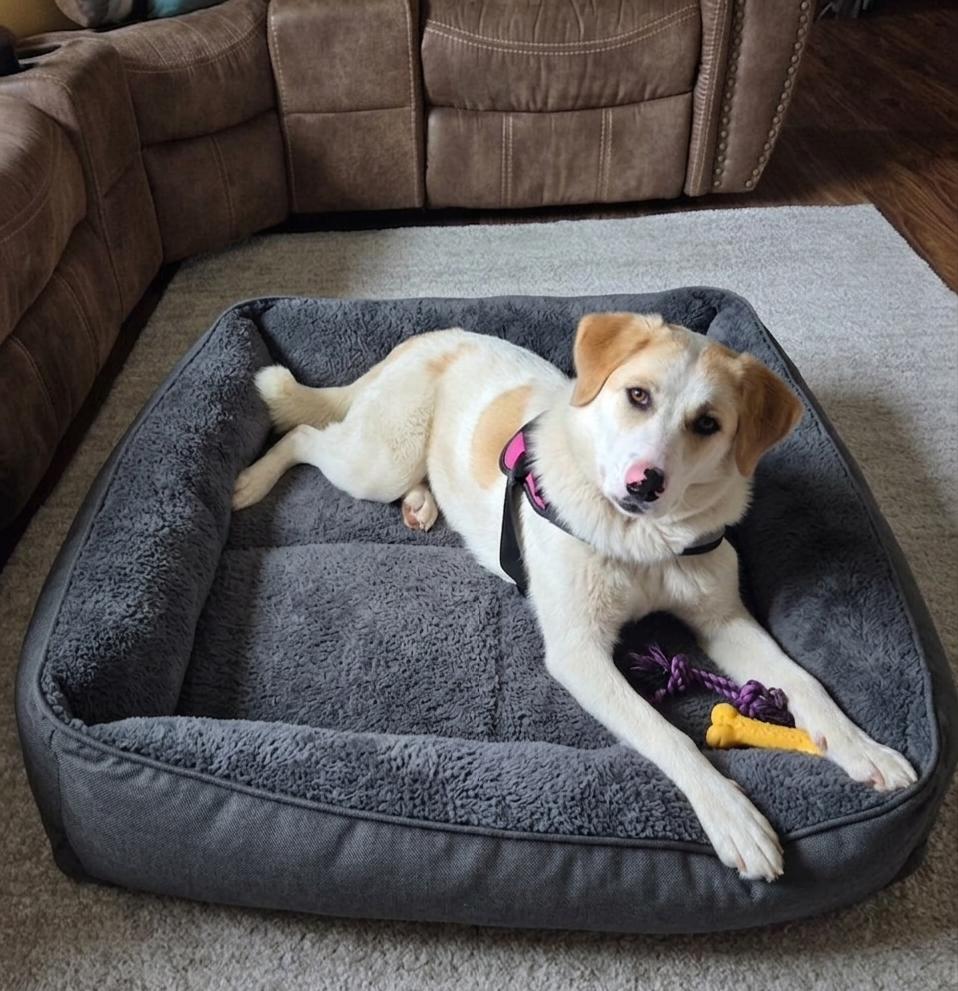 Enlarge **ALEXA**, a Adoptable mixed breed in North Prairie, WI image 2/3