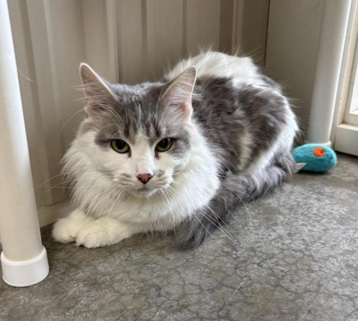 Enlarge Fluffy, a Adopted mixed breed in Medford, WI image 1/1