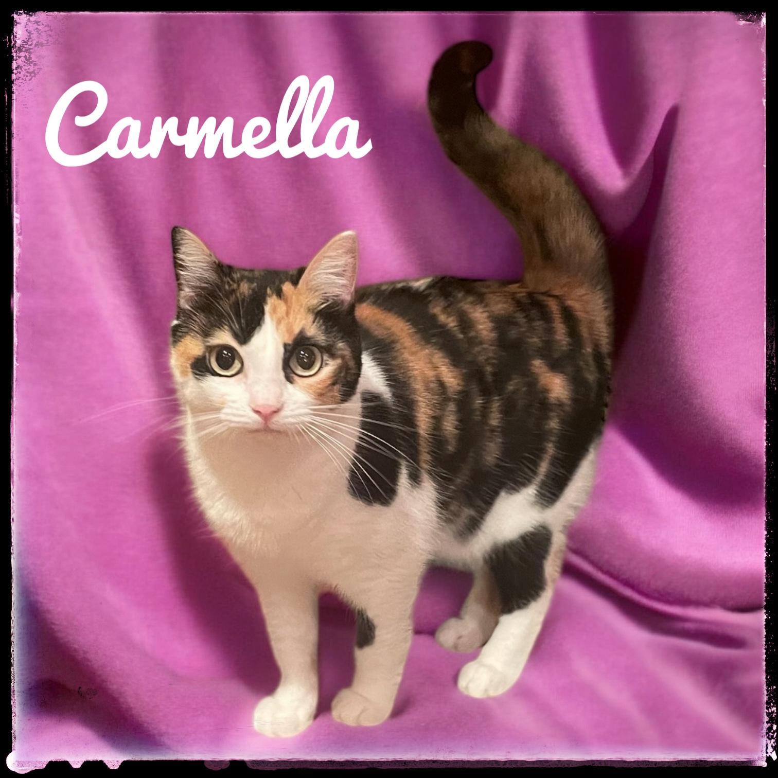Enlarge Carmella, a Adoptable Domestic Short Hair in El Cajon, CA image 1/1
