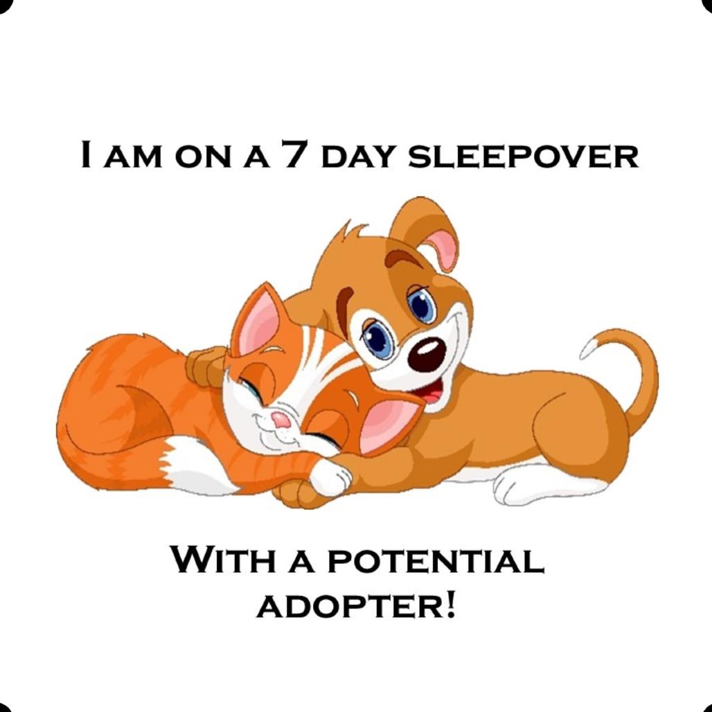 Joyelle C25-302, Adoptable, Kitten Female Domestic Short Hair.