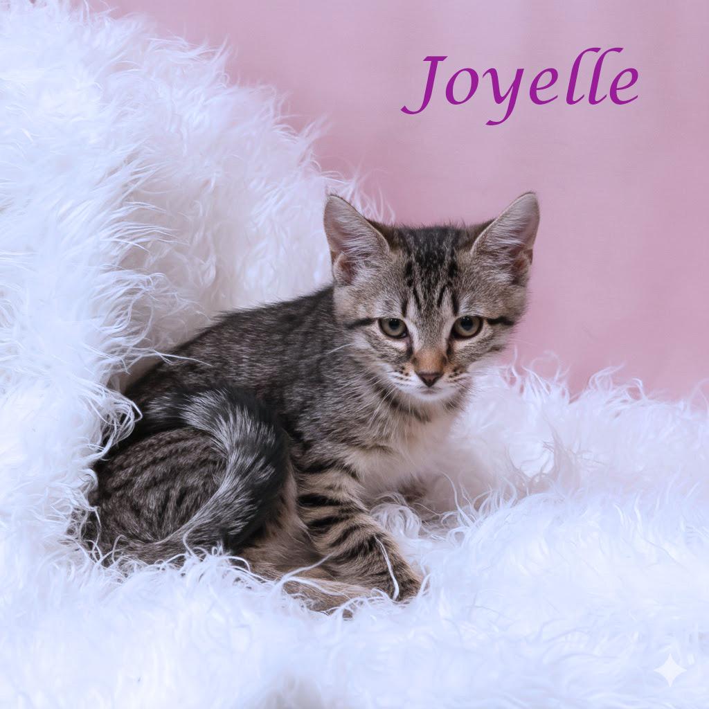Enlarge Joyelle C25-302, a Adoptable Domestic Short Hair in Lebanon, TN image 2/4