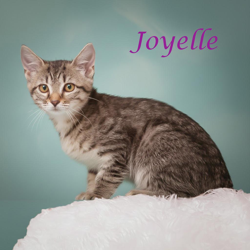 Enlarge Joyelle C25-302, a Adoptable Domestic Short Hair in Lebanon, TN image 3/4