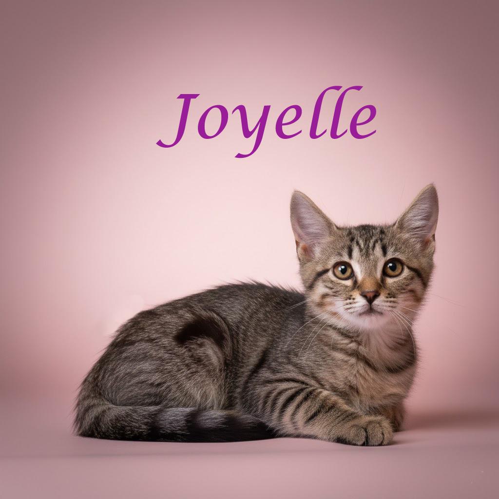 Enlarge Joyelle C25-302, a Adoptable Domestic Short Hair in Lebanon, TN image 4/4