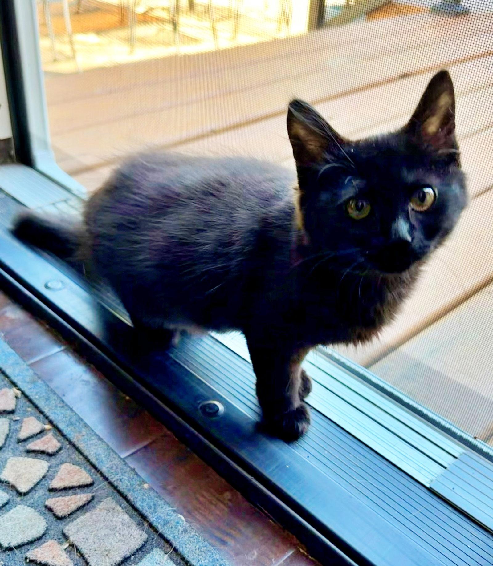 ROUX - (and Sardine) Foodie Litter, Adoptable, Young Female Domestic Medium Hair.