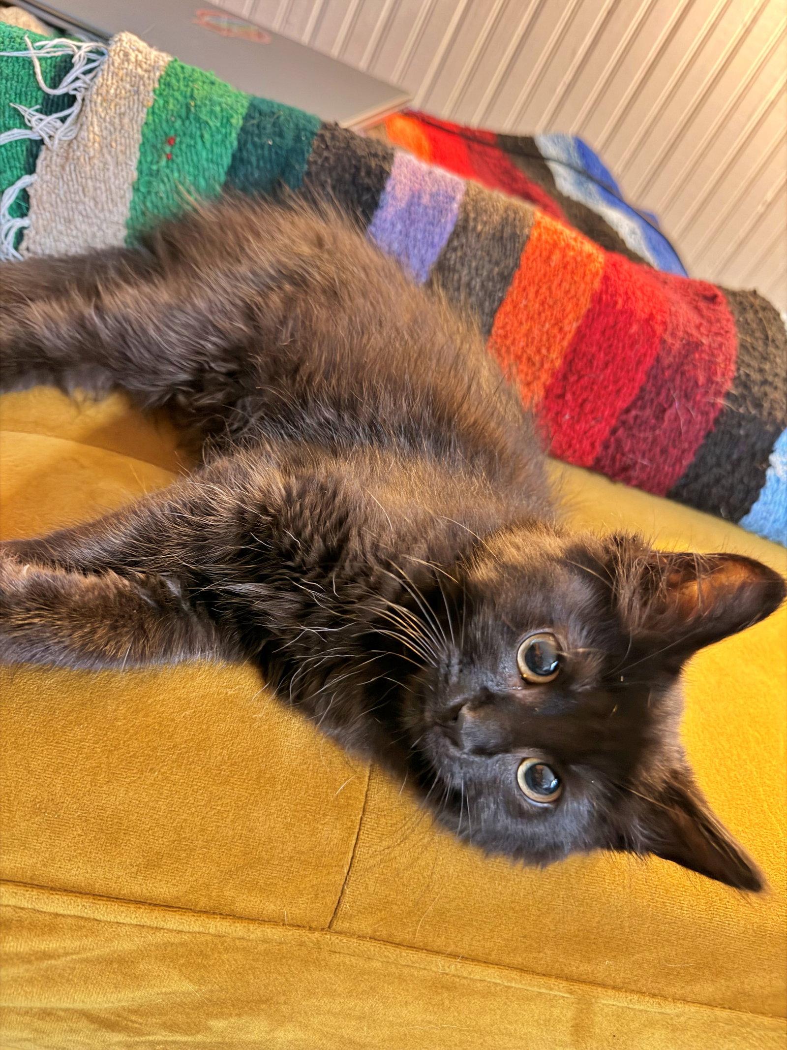 Enlarge ROUX - (and Sardine) Foodie Litter, a Adoptable Domestic Medium Hair in Hillsboro, OR image 2/3