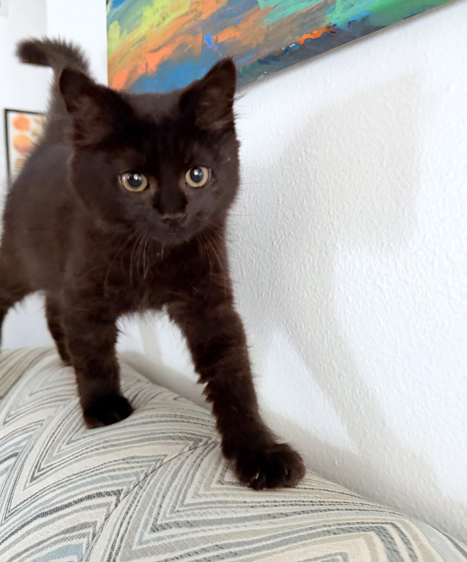 Enlarge ROUX - (and Sardine) Foodie Litter, a Adoptable Domestic Medium Hair in Hillsboro, OR image 3/3