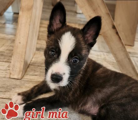 Mia, Adoptable, Puppy Female Shepherd & Husky.
