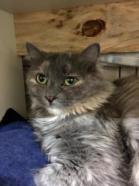 Princess 2*UI*, an adopted mixed breed in Sherwood, OR image 2/3