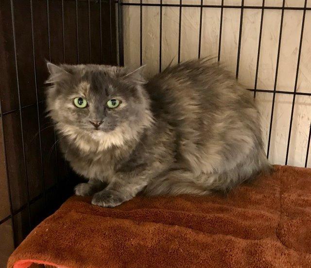 Princess 2*UI*, an adopted mixed breed in Sherwood, OR image 3/3