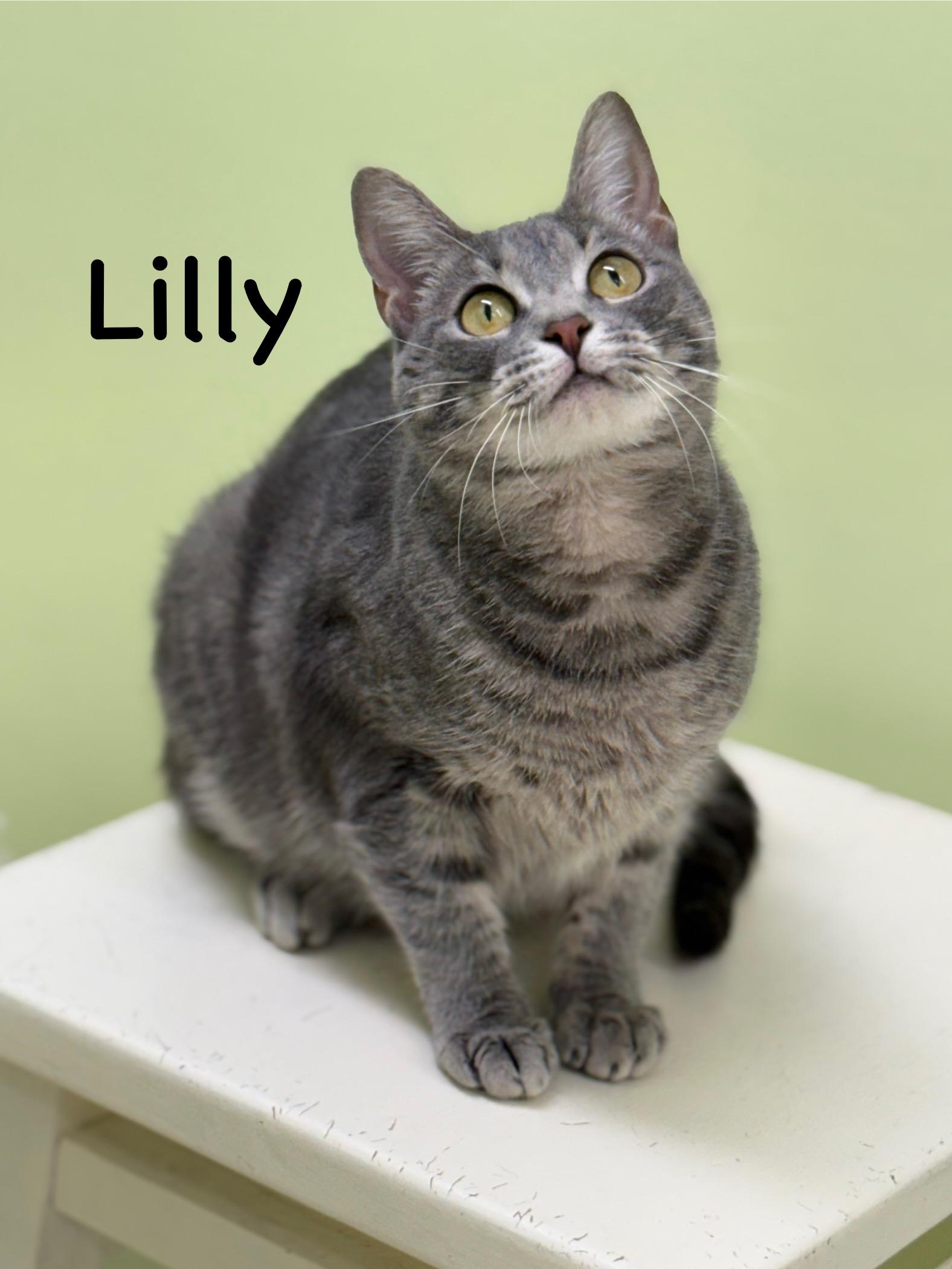 Lilly, Adult Female Domestic Short Hair