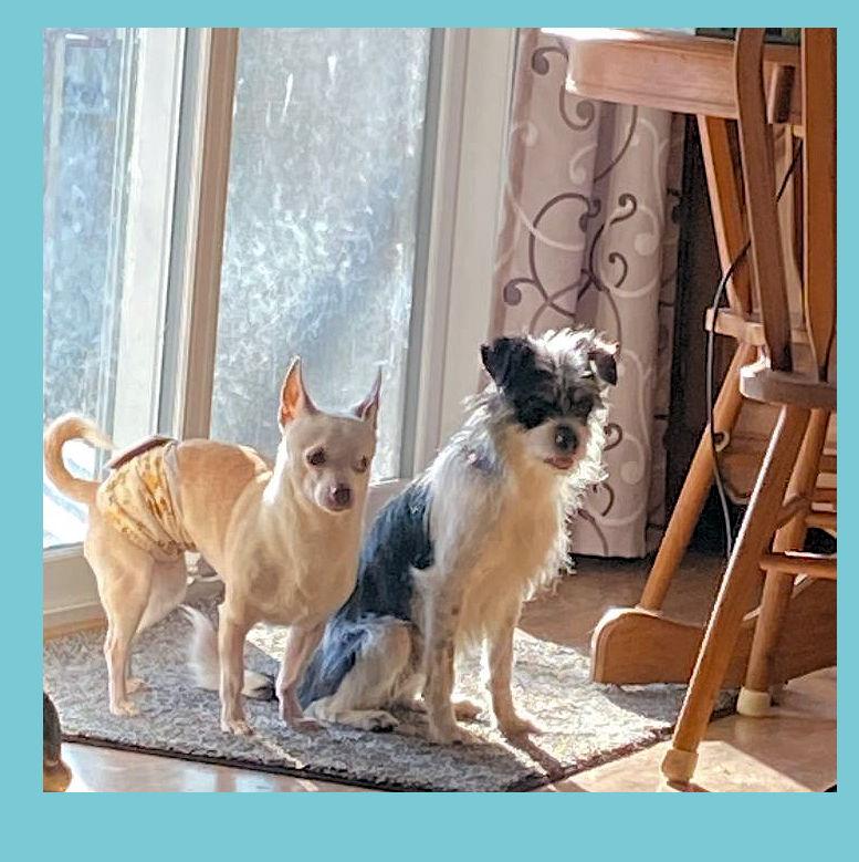 Enlarge Buster, a ADOPTABLE mixed breed in Lake Geneva, WI image 3/6