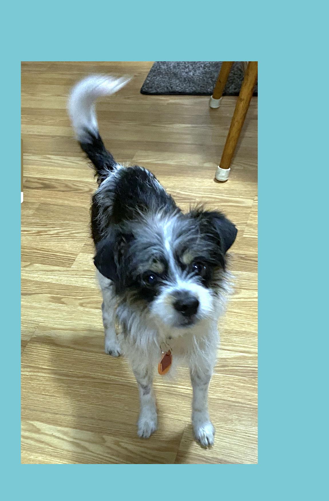 Enlarge Buster, a ADOPTABLE mixed breed in Lake Geneva, WI image 6/6