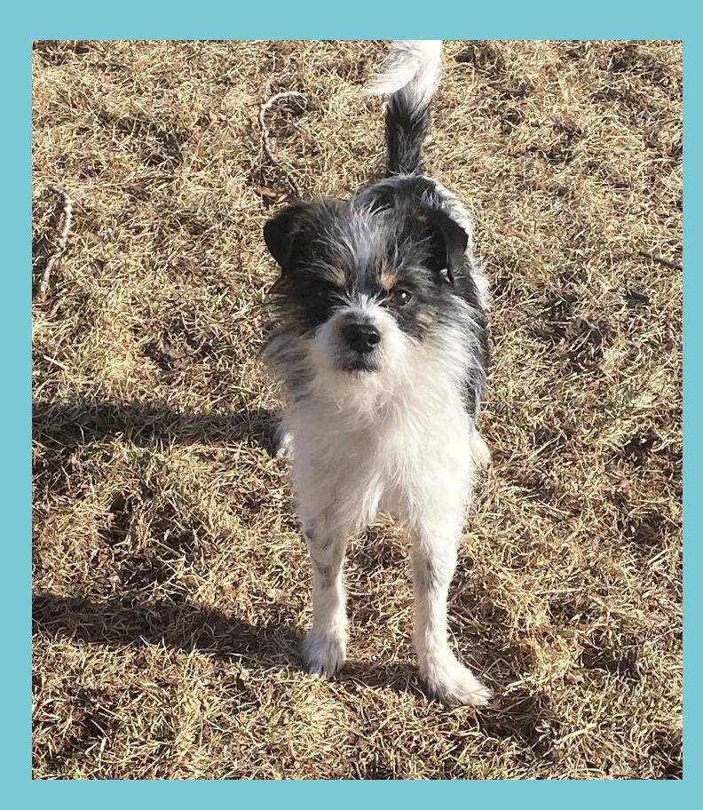 Enlarge Buster, a ADOPTABLE mixed breed in Lake Geneva, WI image 5/6