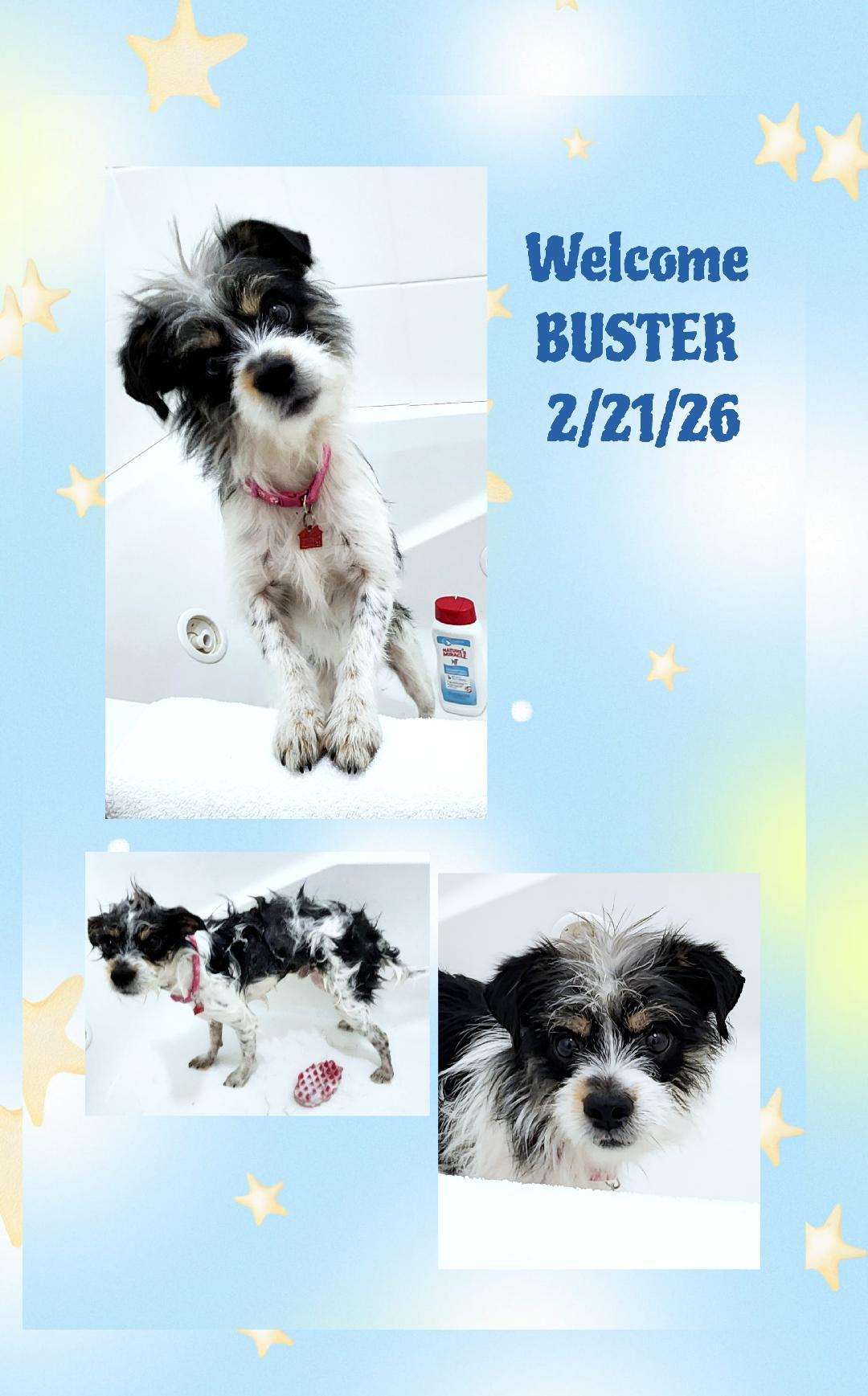 Enlarge Buster, a ADOPTABLE mixed breed in Lake Geneva, WI image 4/6