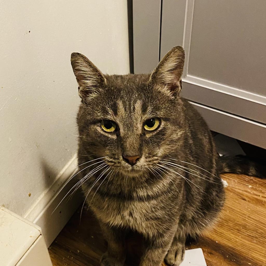 Enlarge Benny, a Adoptable Domestic Short Hair in Philadelphia, PA image 1/6