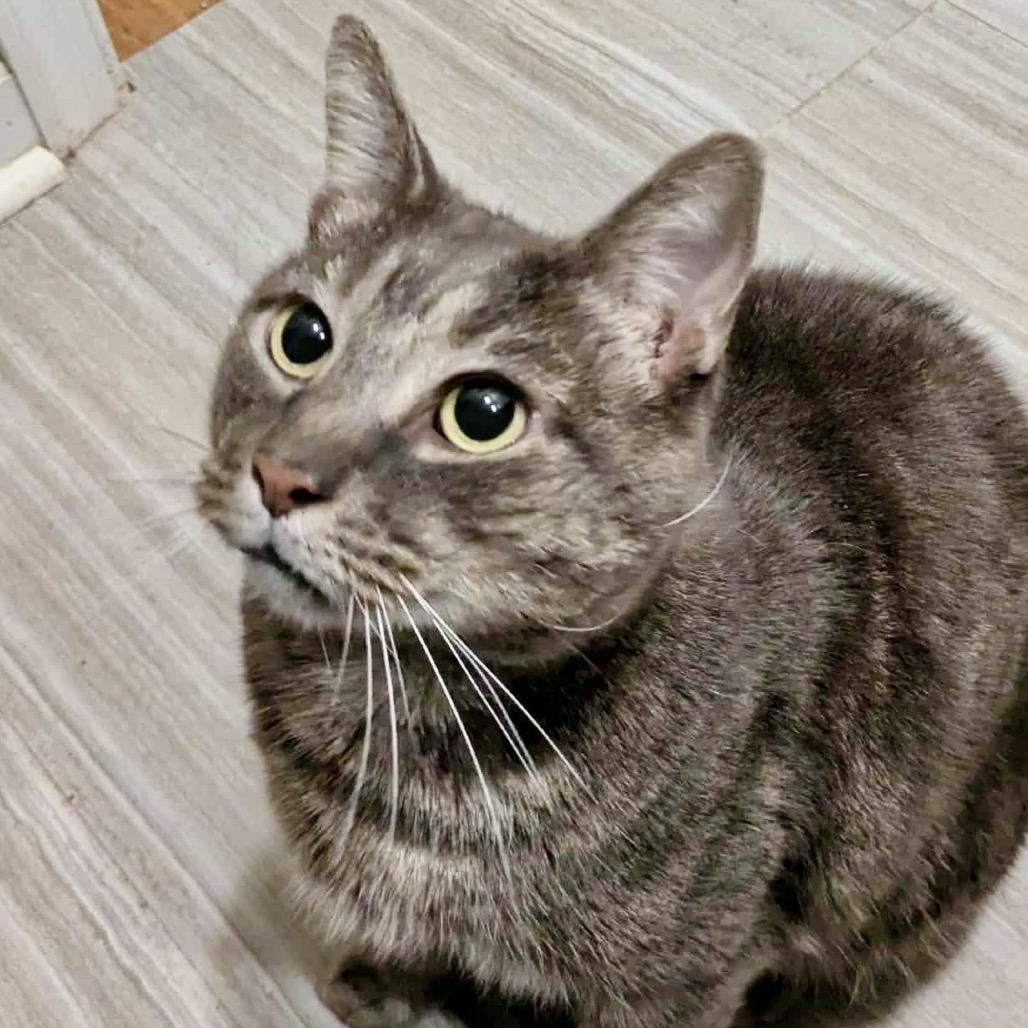 Enlarge Benny, a Adoptable Domestic Short Hair in Philadelphia, PA image 2/6