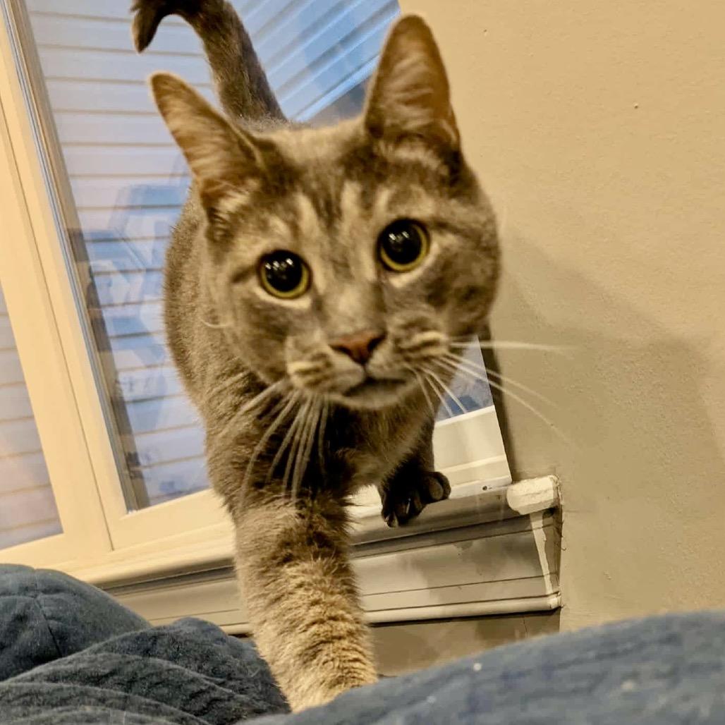 Enlarge Benny, a Adoptable Domestic Short Hair in Philadelphia, PA image 3/6