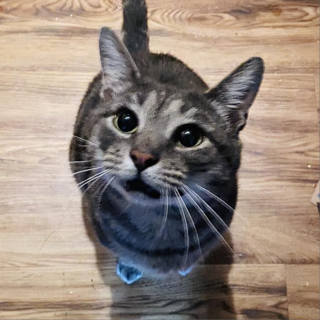 Enlarge Benny, a Adoptable Domestic Short Hair in Philadelphia, PA image 4/6