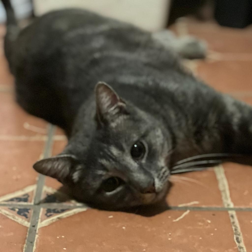 Enlarge Benny, a Adoptable Domestic Short Hair in Philadelphia, PA image 5/6