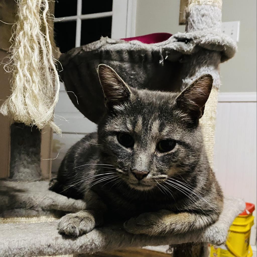 Enlarge Benny, a Adoptable Domestic Short Hair in Philadelphia, PA image 6/6