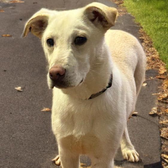 Charlie, Adoptable, Young Male Labrador Retriever & Mixed Breed.