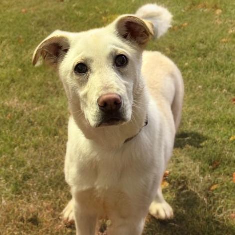 Enlarge Charlie, a Adoptable mixed breed in Hagerstown, MD image 2/2
