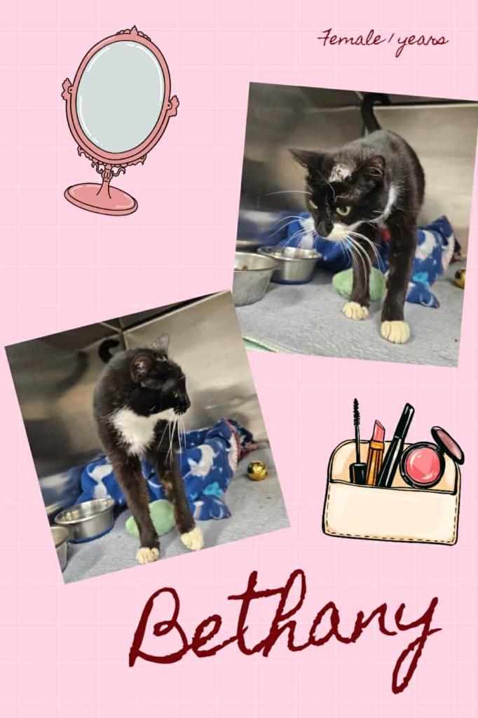 Enlarge Bethany, a Adoptable mixed breed in Blountville, TN image 1/1